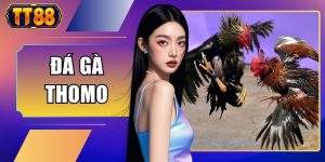 Đá Gà Thomo - Kèo Đấu Kịch Tính Và Chuẩn Xác Nhất 2026
